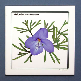 tile DS-107 bf violet 6573.jpg